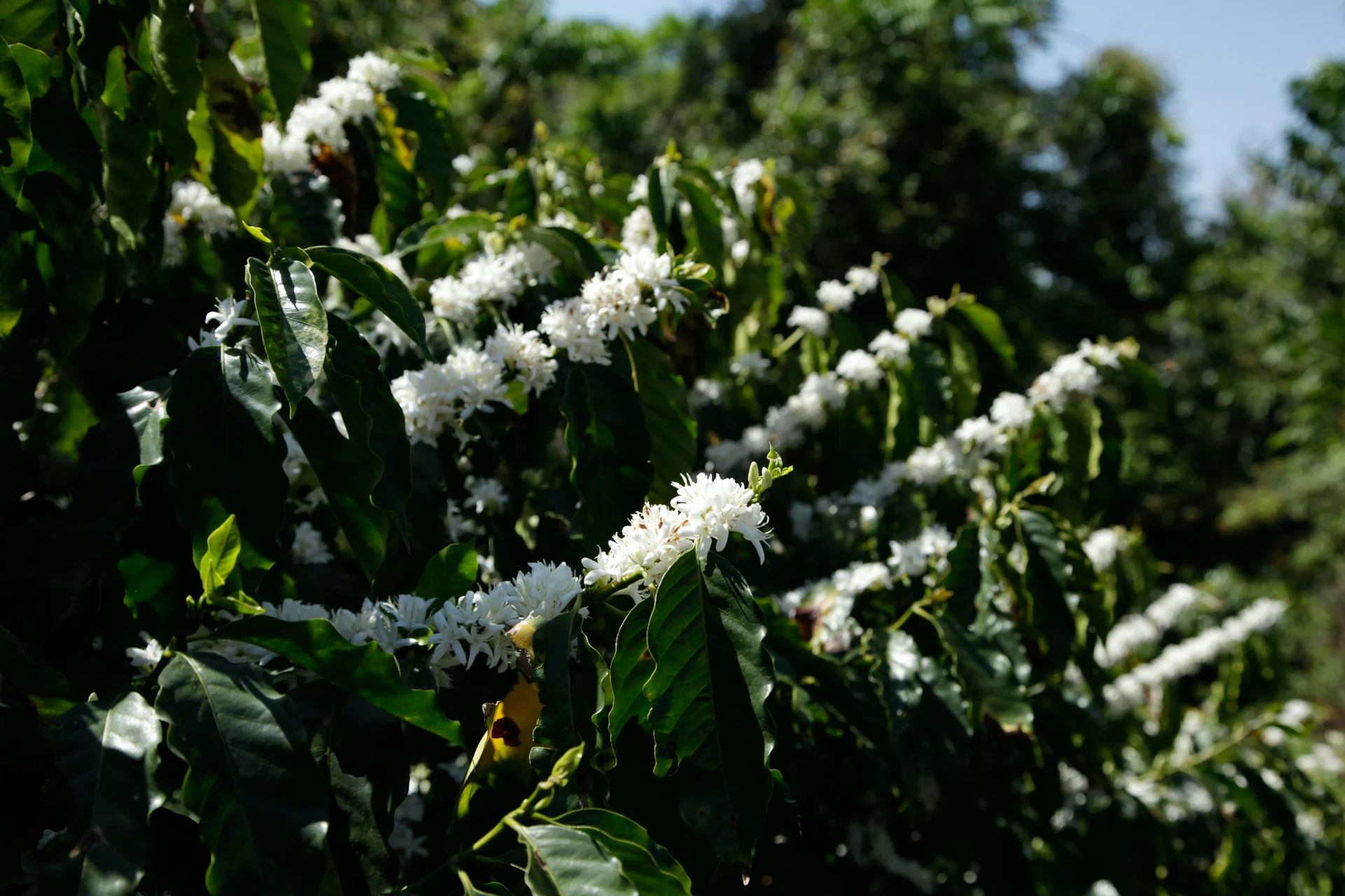 Representative coffee image for this market update